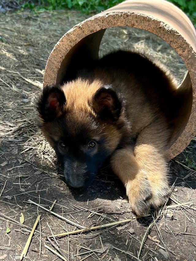 Belgian Tervuren Puppies media 20