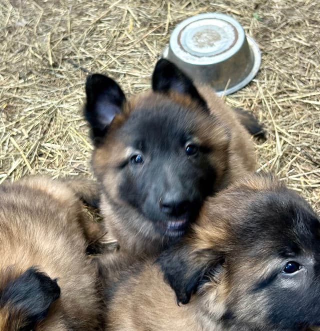 Belgian Tervuren Puppies media 2