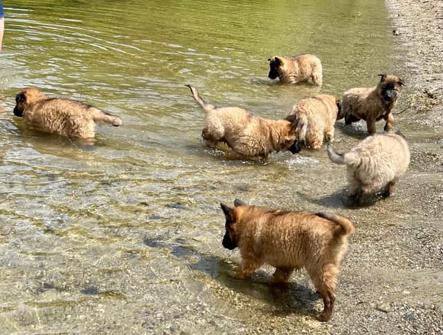 Belgian Tervuren Puppies media 22
