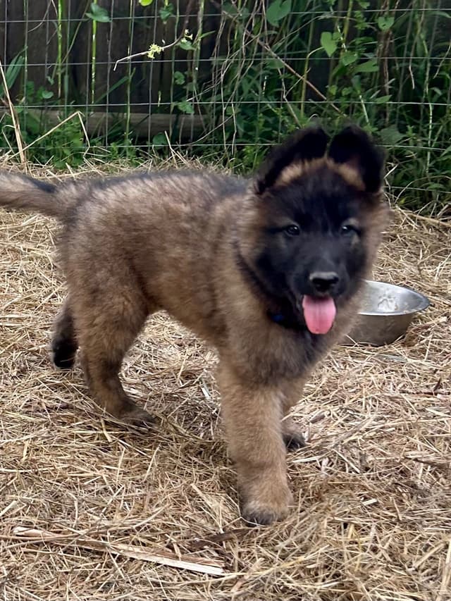 Belgian Tervuren Puppies media 21