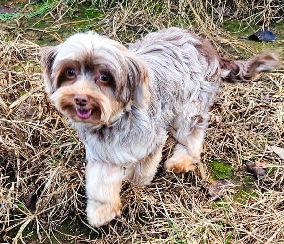 Yorkshire Terrier Puppies breeder image 1