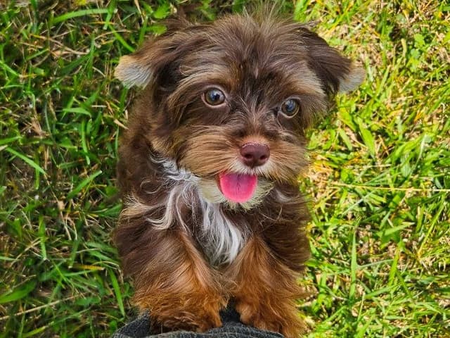 Chocolate Yorkshire Terrier Male media 2