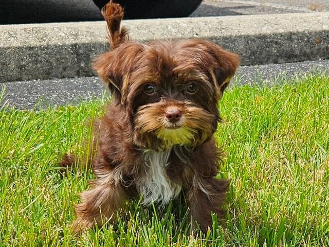 Chocolate Yorkshire Terrier Male media 3