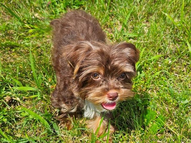 Chocolate Yorkshire Terrier Male media 4