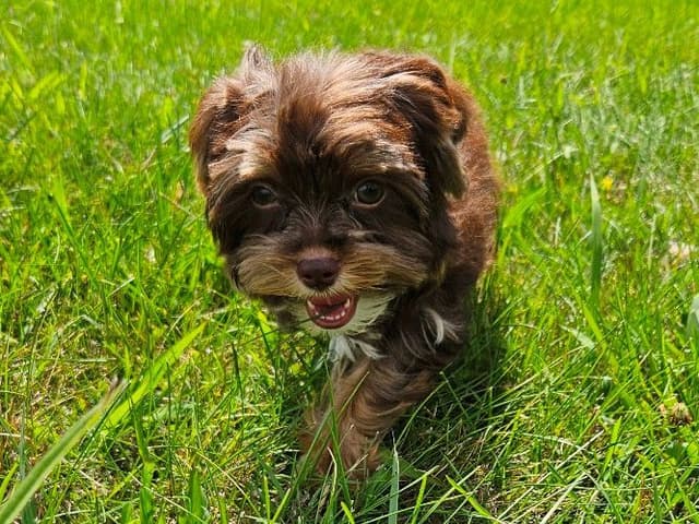 Chocolate Yorkshire Terrier Male media 5