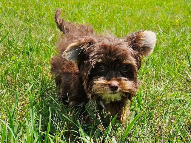 Chocolate Yorkshire Terrier Male media 6