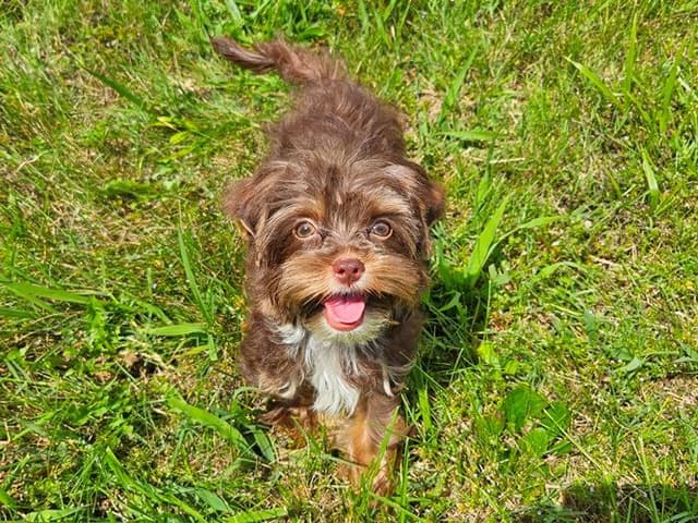 Chocolate Yorkshire Terrier Male media 7