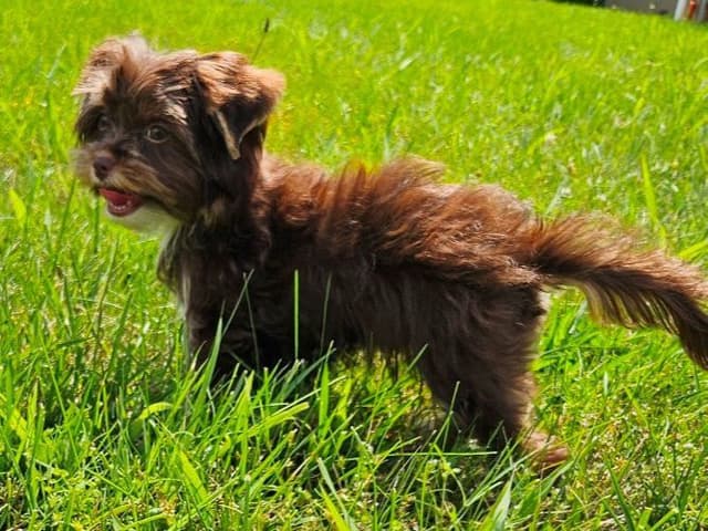 Chocolate Yorkshire Terrier Male media 8