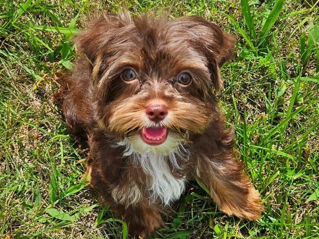 Chocolate Yorkshire Terrier Male media 9