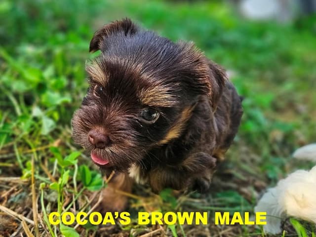 Yorkshire Terrier Puppies media 2
