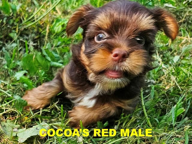 Yorkshire Terrier Puppies media 3