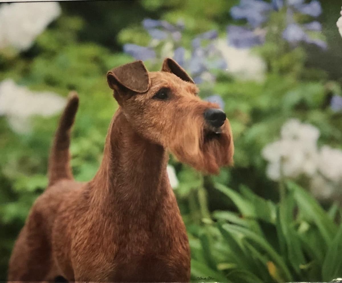 Irish Terrier Puppies breeder image 1