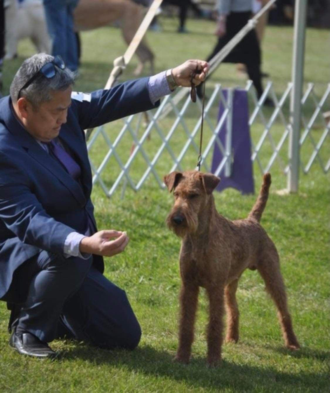 Irish Terrier Puppies breeder image 3
