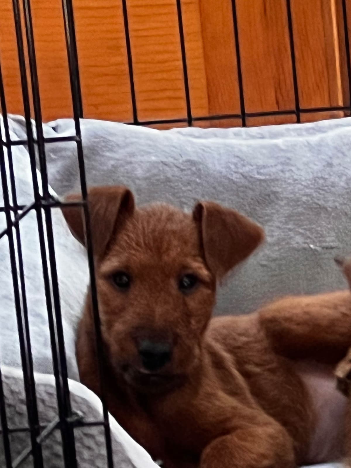 Irish Terrier Puppies breeder image 4