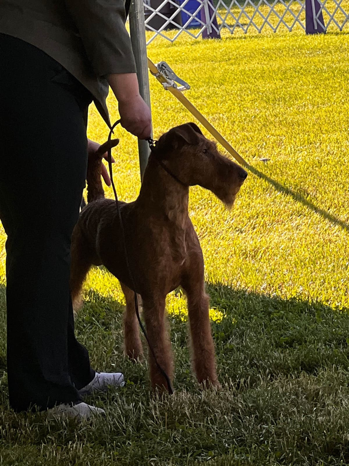 Irish Terrier Puppies breeder image 5