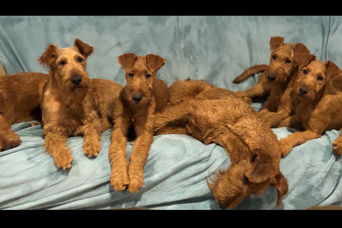 Irish Terrier Puppies breeder image 6