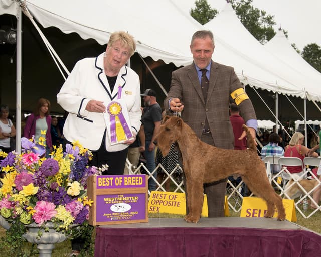 Irish Terrier Puppies media 2