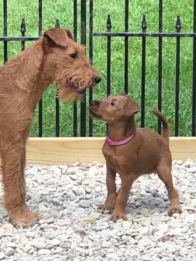 Irish Terrier Puppies media 3