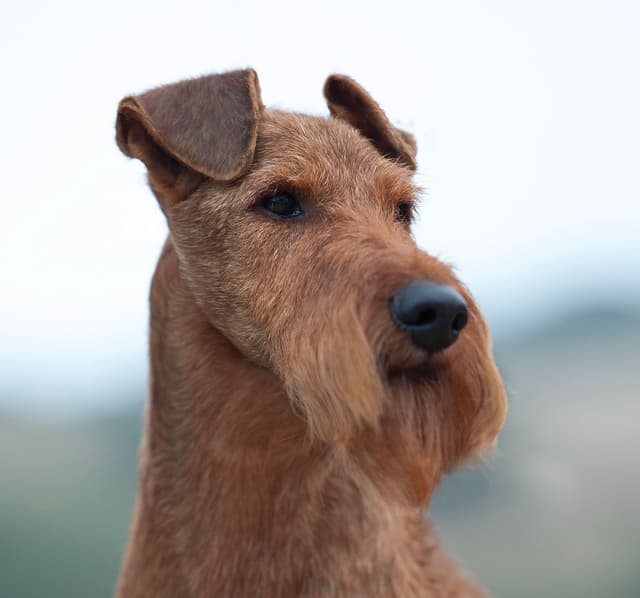 Irish Terrier Puppies media 4