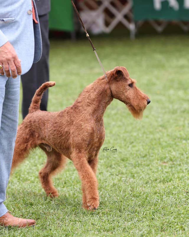 Irish Terrier Puppies media 6