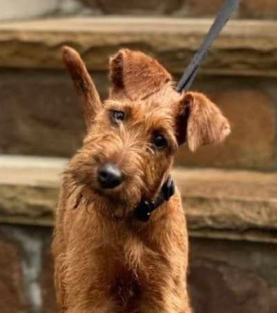 Irish Terrier Puppies media 5