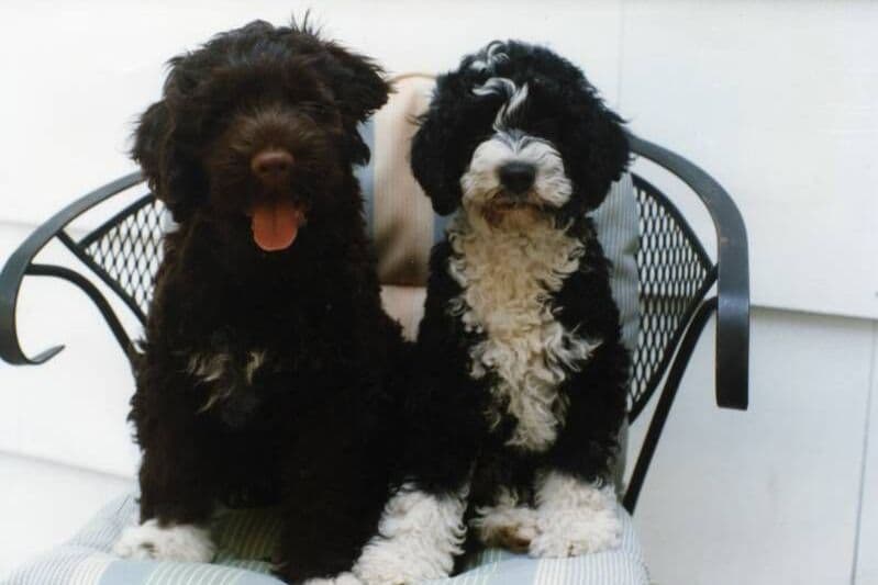 Portuguese Water Dog Puppies breeder image 1