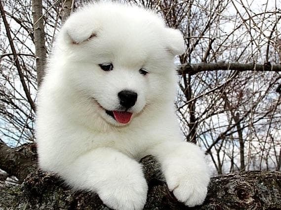 Beautiful Samoyed Puppies breeder image 1