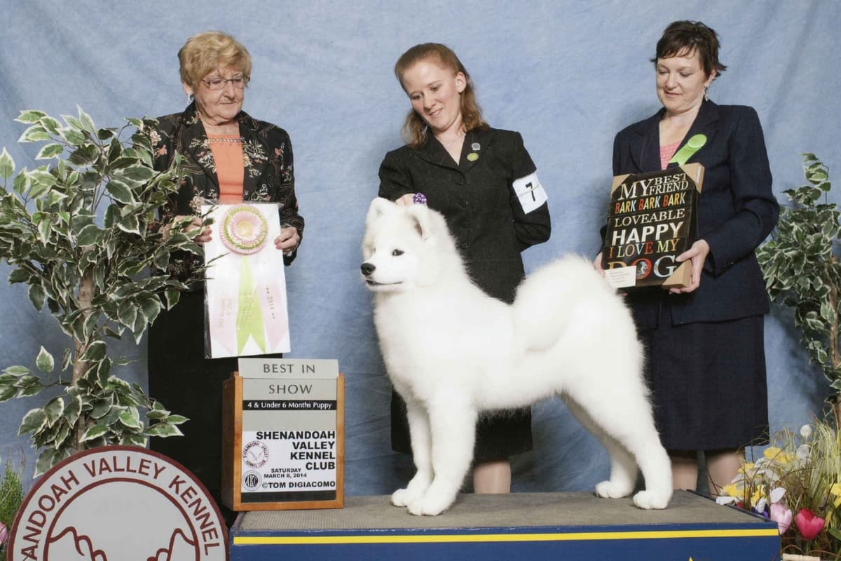 Beautiful Samoyed Puppies breeder image 2