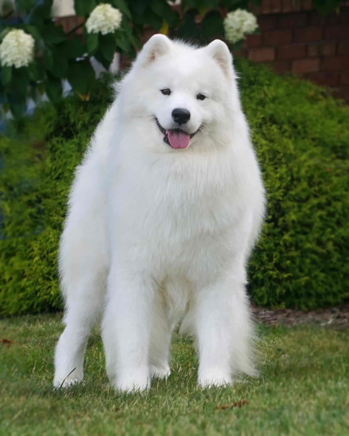 Beautiful Samoyed Puppies breeder image 3