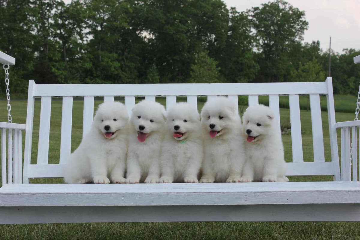 Beautiful Samoyed Puppies breeder image 5