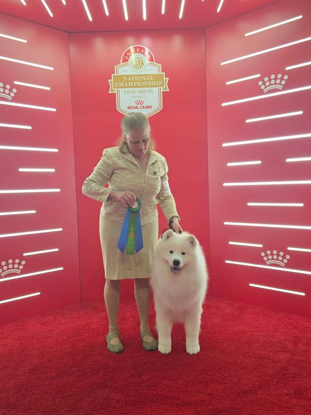 Beautiful Samoyed Puppies media 2