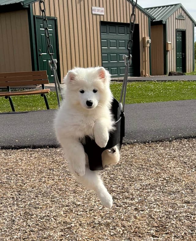 Beautiful Samoyed Puppies media 3