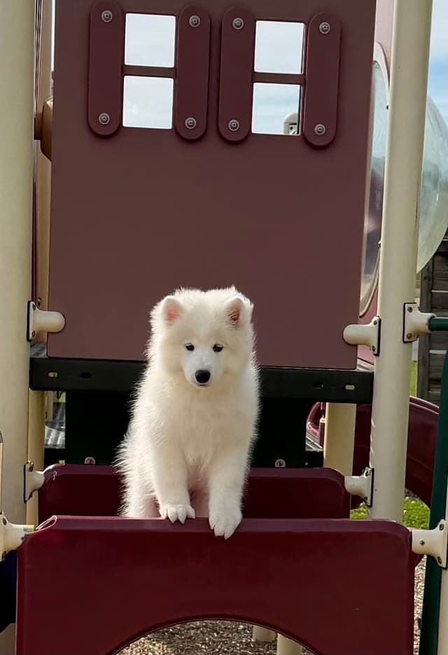 Beautiful Samoyed Puppies media 4