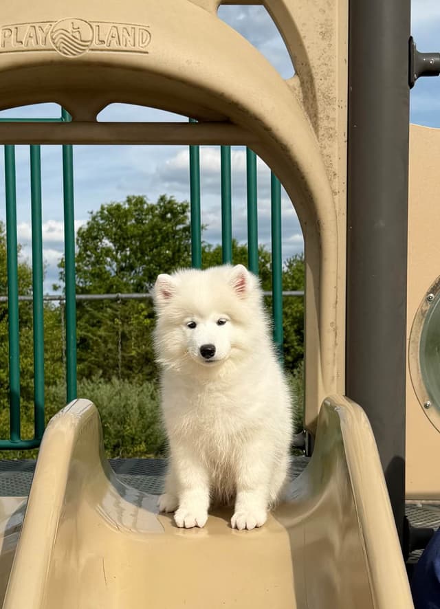Beautiful Samoyed Puppies media 5