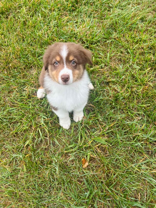 Australian Shepherd Puppies media 2