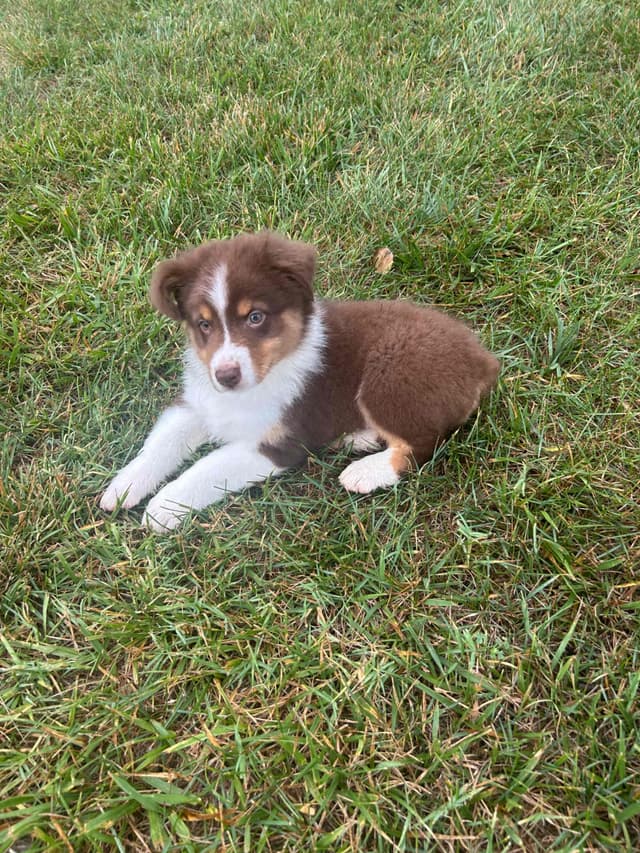 Australian Shepherd Puppies media 3
