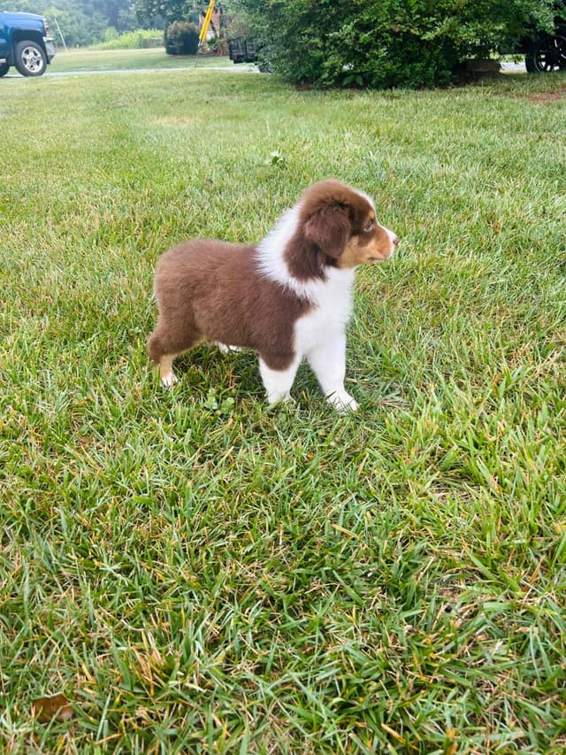 Australian Shepherd Puppies media 4
