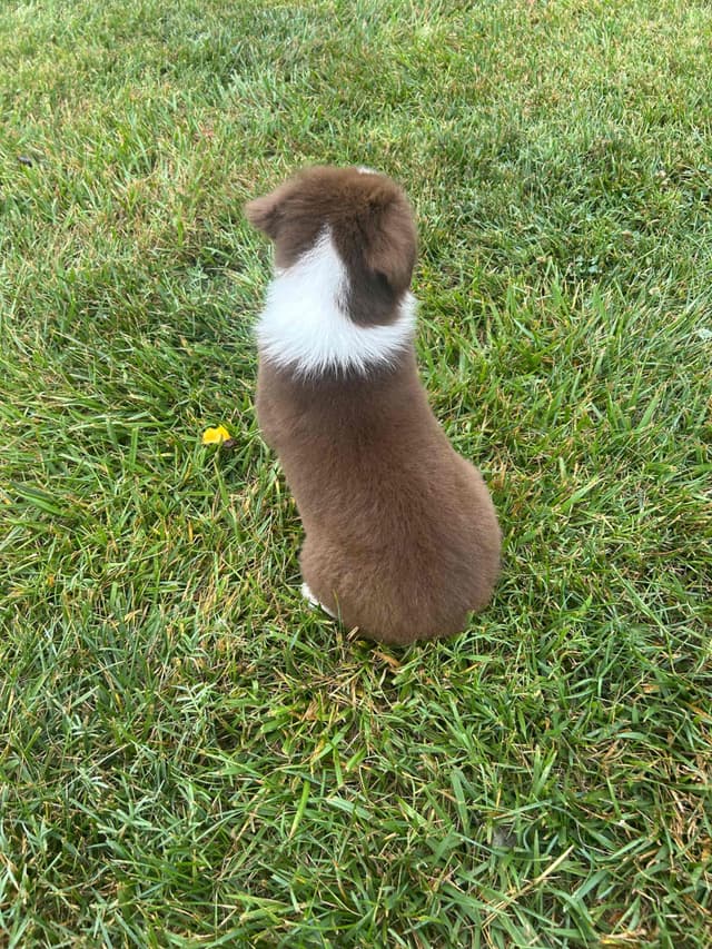 Australian Shepherd Puppies media 5