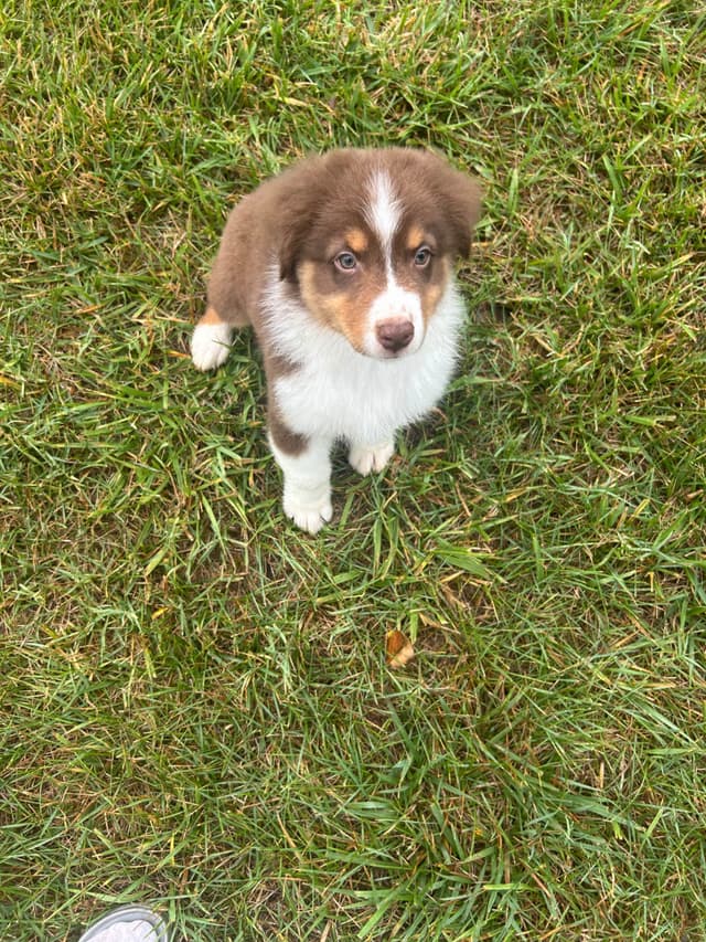 Australian Shepherd Puppies media 6