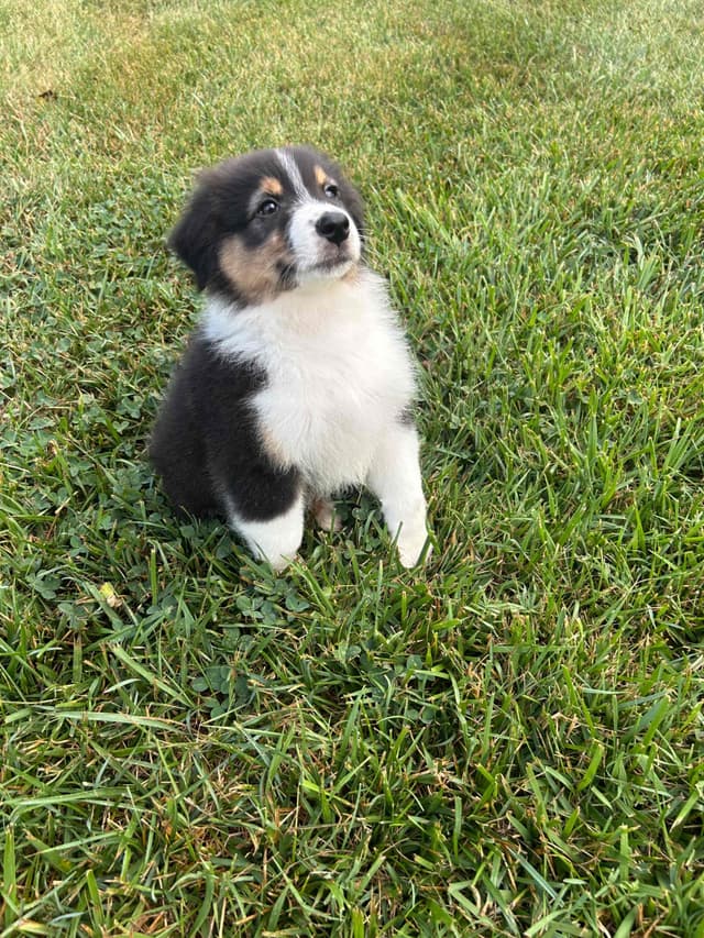 Australian Shepherd Puppies media 9