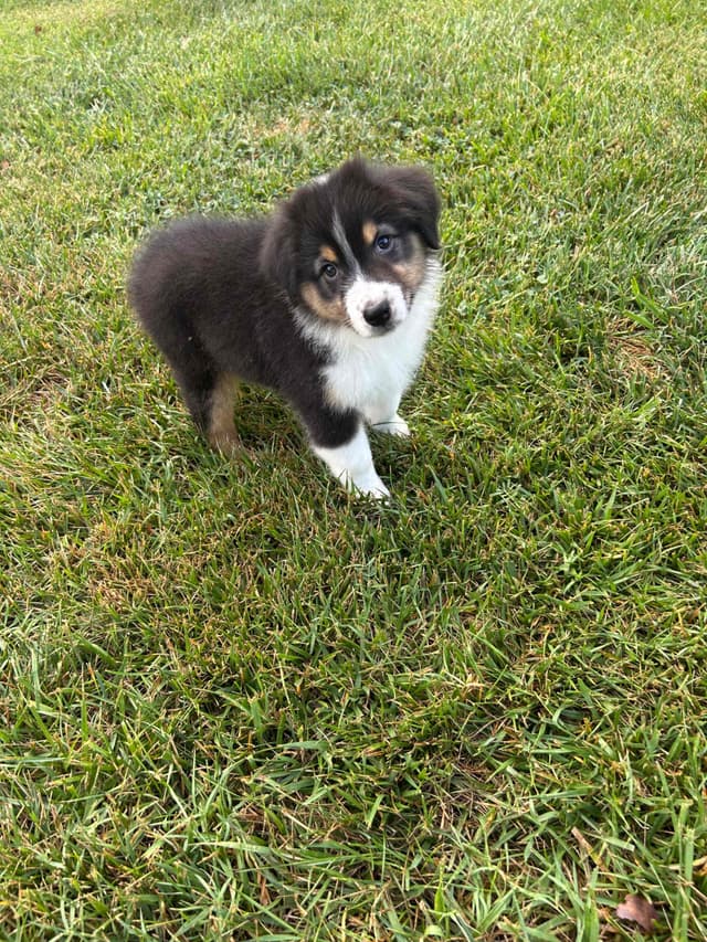 Australian Shepherd Puppies media 10