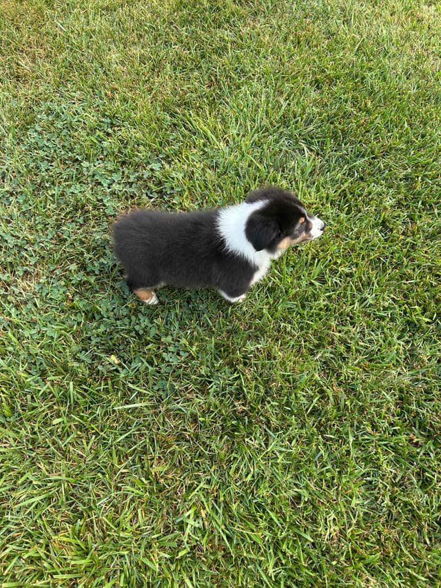 Australian Shepherd Puppies media 11