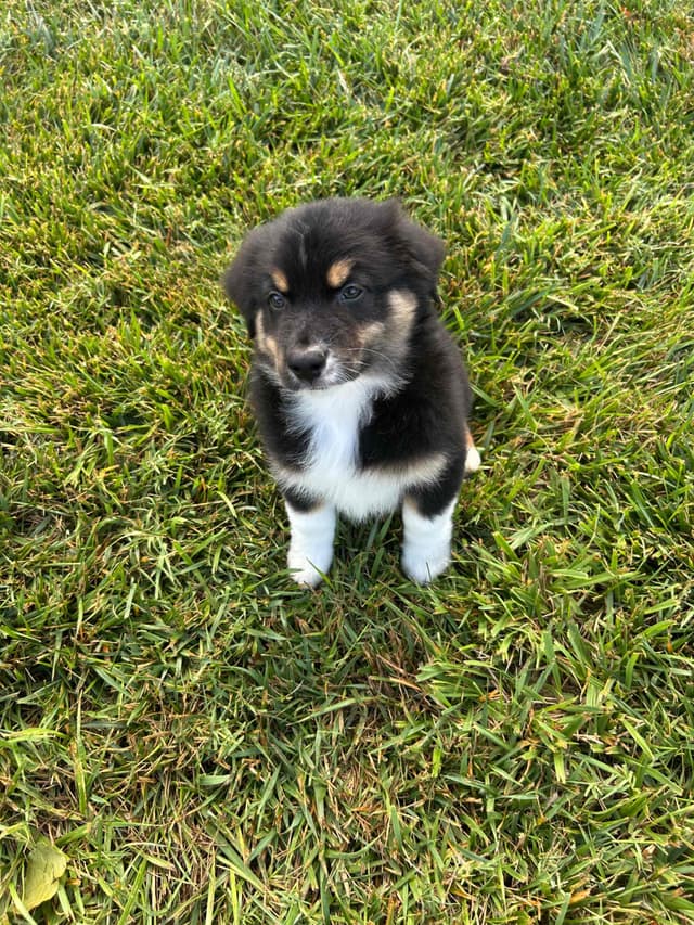 Australian Shepherd Puppies media 13