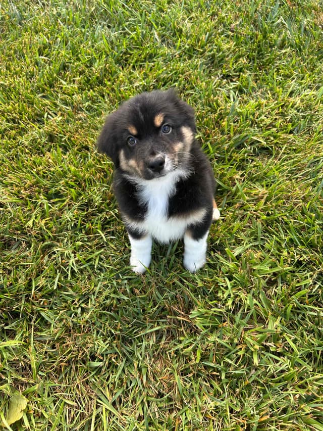 Australian Shepherd Puppies media 12