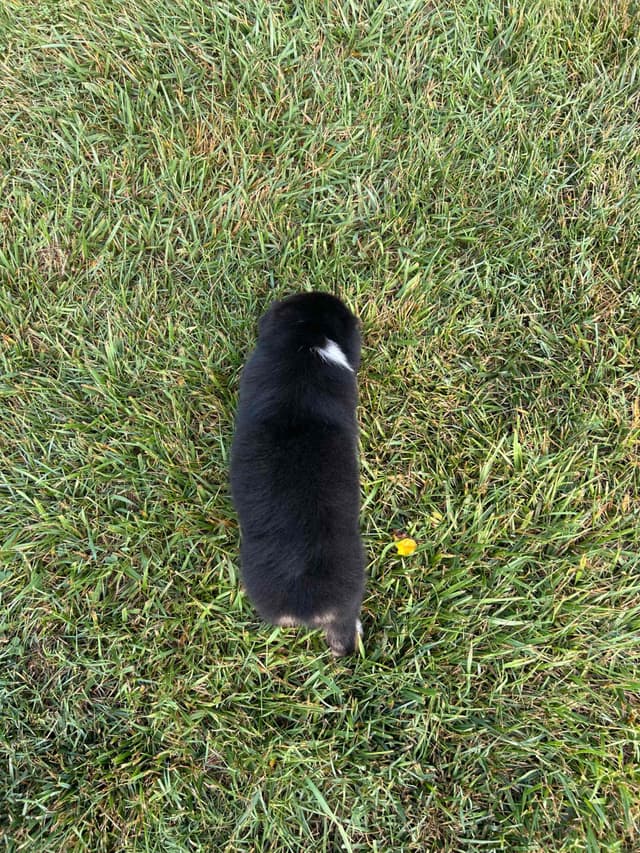 Australian Shepherd Puppies media 14