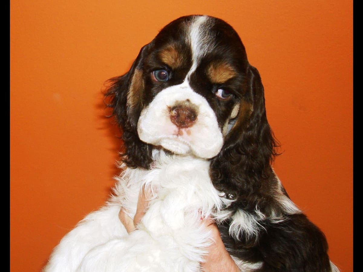 Chihuahua Puppies breeder image 7