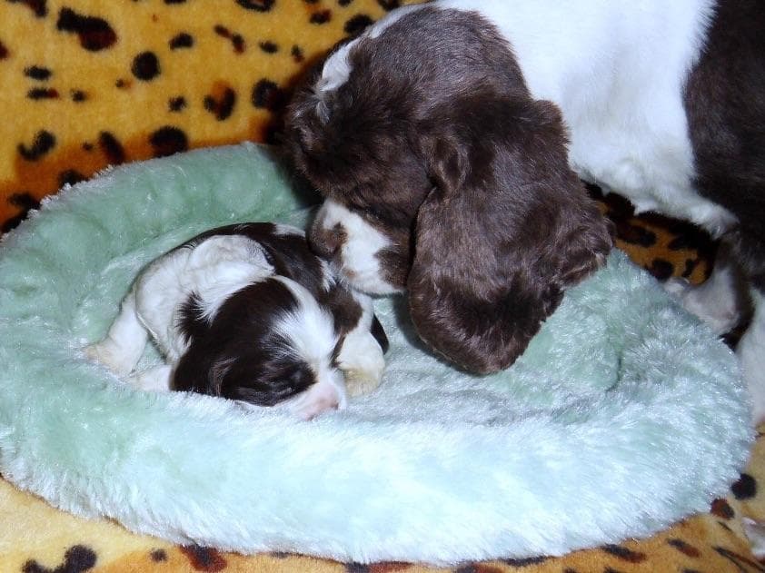 Chihuahua Puppies breeder image 10