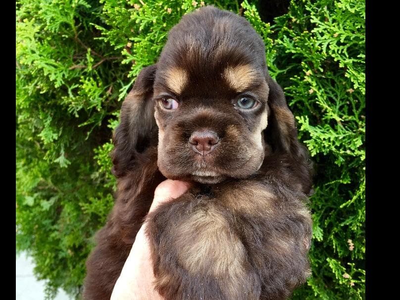 Chihuahua Puppies breeder image 11