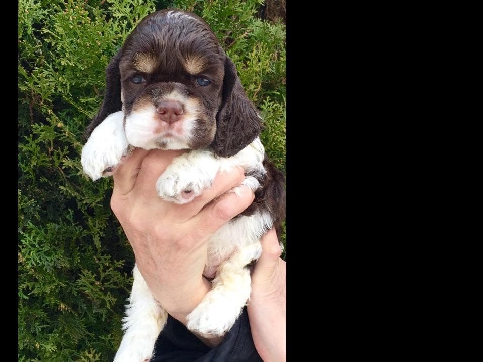 Chihuahua Puppies breeder image 13