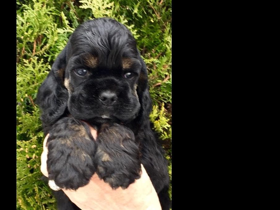 Chihuahua Puppies breeder image 15